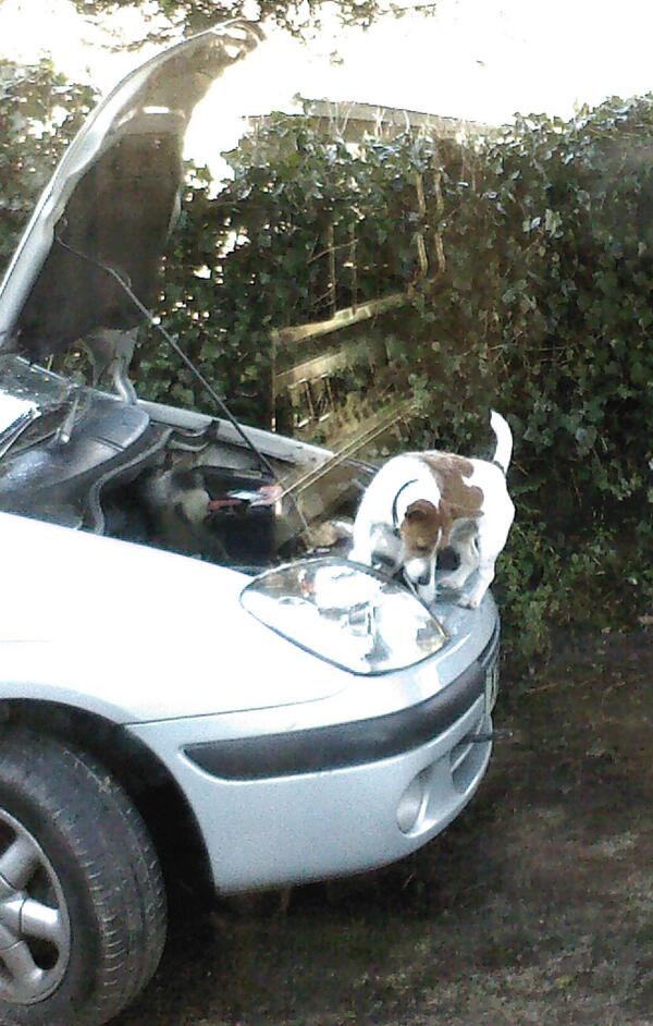 LBillustrator's tweet image. I think Jimmy wants to be a mechanic! :-) @GeckoComms @DogsTrust