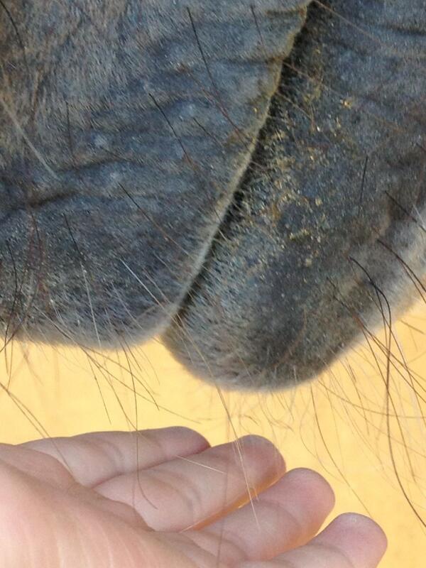 NewsHorses's tweet photo. Pequeños gestos. Grandes detalles http://t.co/b6o2k9Px9i