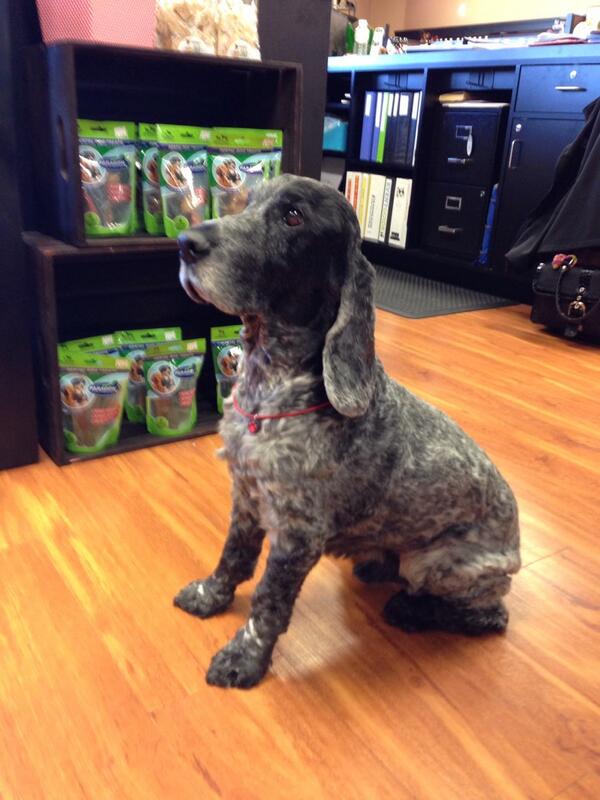 Handsome customer alert! This guy's name is 'Cruise'. He is 13 years old!! To top it off he does agility too!