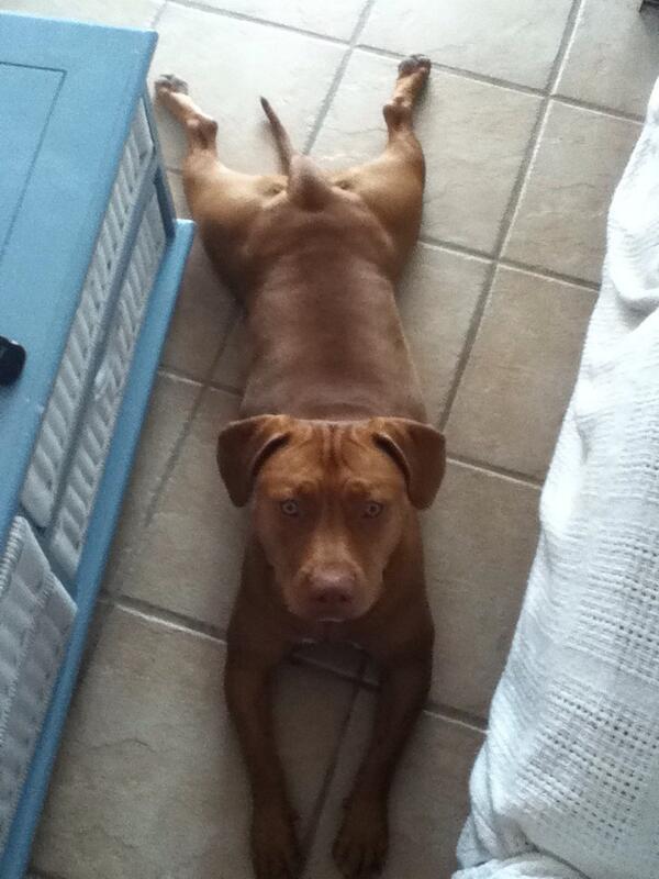 BiminiSharkGirl's tweet image. Such a poser! #rednosepit #islandlife #myassistant