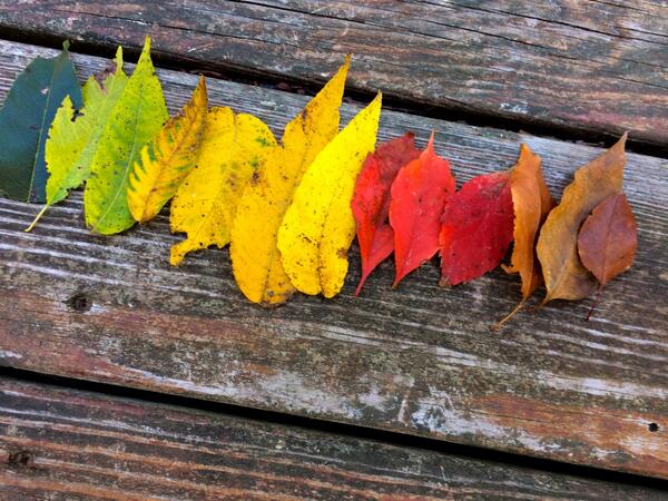 ventiviews's tweet photo. @tim_cook taken with the new beautiful iPhone 5s http://t.co/SmnrDwxzip