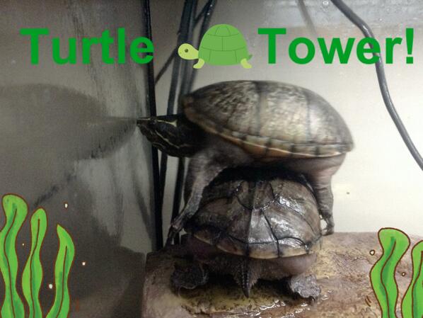 shellandgav's tweet photo. family friendly game that the kids will love! How many turtles can you stack before your tower falls http://t.co/OgPq8vNDmR