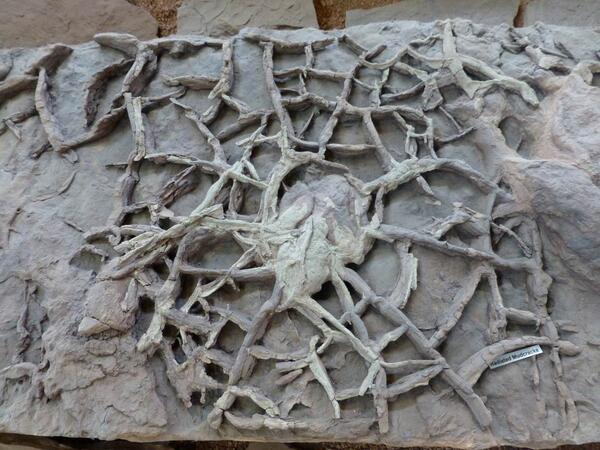 Sensational spider-like sedimentary structures: dinosaur footprintprint &amp; radiating mudcracks <a href="/SGDinoDiscovery/">Dinosaur Discovery</a> Utah