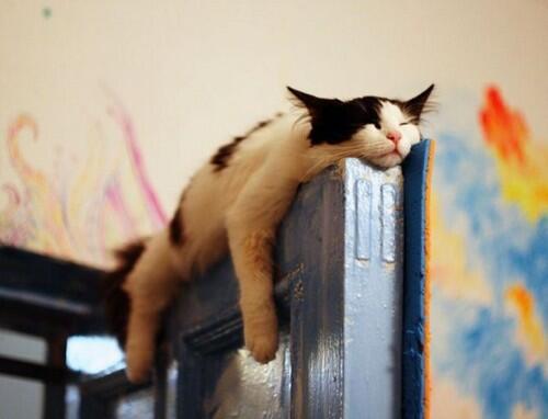 TheVintageYear's tweet photo. Cat of the Day: He'd been watching for 6 hours &amp; the dog still showed no signs of dying. Hugh risked a nap. #cat http://t.co/ZdtGvo4Kgx