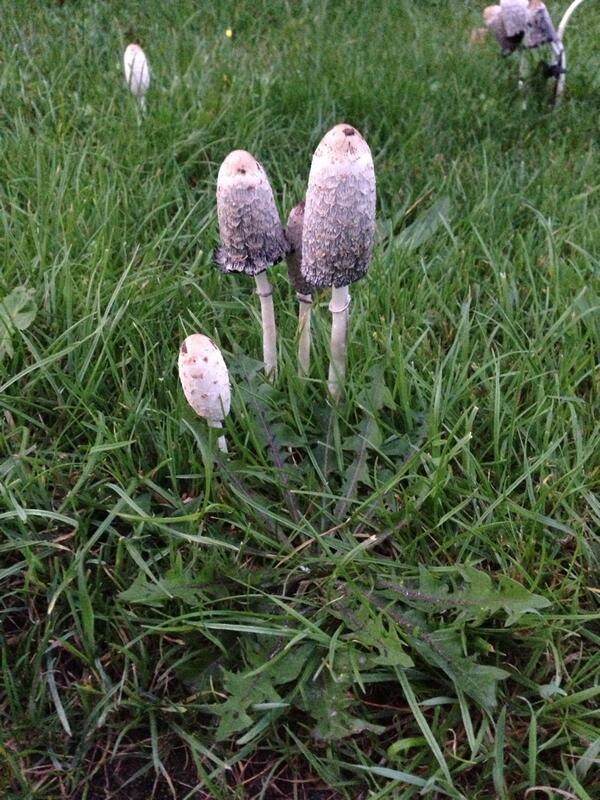 cuffleyonline's tweet photo. RT @Leanneallan73: Strange looking mushrooms in goffs oak http://t.co/MUSLVnMb6G