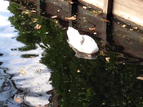 MariekeSdeHaas's tweet photo. Wist je dat alle jonge zwanen deze week op zichzelf moeten gaan wonen? Ook wanneer ze daar nog niet klaar voor zijn? http://t.co/ijQTSeOjSa