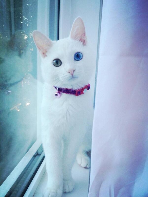 Фото на аву кошки. Као мани. Кошка белая. Белая кошка сиразными глазами. Белаяэ кошка с разным глазами.