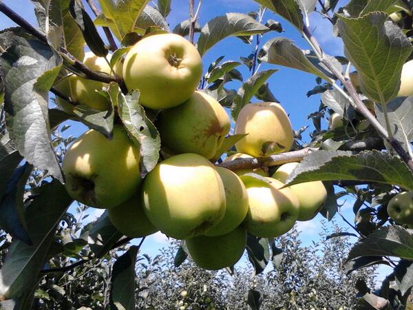 RecoOff's tweet image. #Prespa #Pretor #Apple #Sun