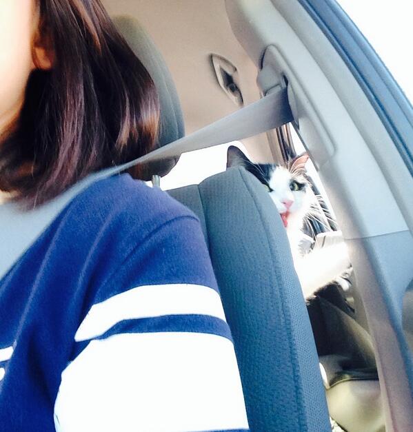 ak_hess's tweet image. I'd say this road trip is going swimmingly so far. Psych. #KittyCopilot
