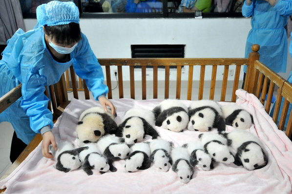 Jaro's tweet photo. 14 baby #panda bears with you a GREAT weekend! #pandawatch #endangeredanimals #animalrights http://t.co/RPaXbfIzge http://t.co/m8JTPBGKuM