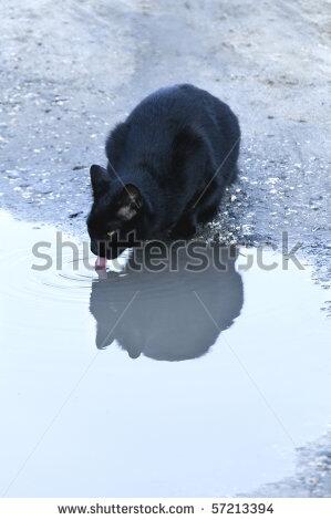 PlanParadox's tweet image. @rose_of_a_clan