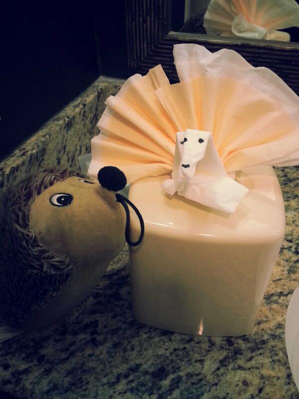 EpicReads's tweet photo. Snarkles is making friends with the tissue peacock in Austin. #ERAustin http://t.co/qfYJQcC4Pt