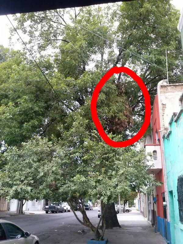 Bobby C. tweet media