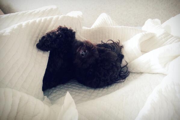 sayboyO3's tweet photo. 카카오 : 날씨가 쌀쌀하네 이불좀 두툼한걸로 바꿉시다 
(1) http://t.co/ZdyBq5QmkB