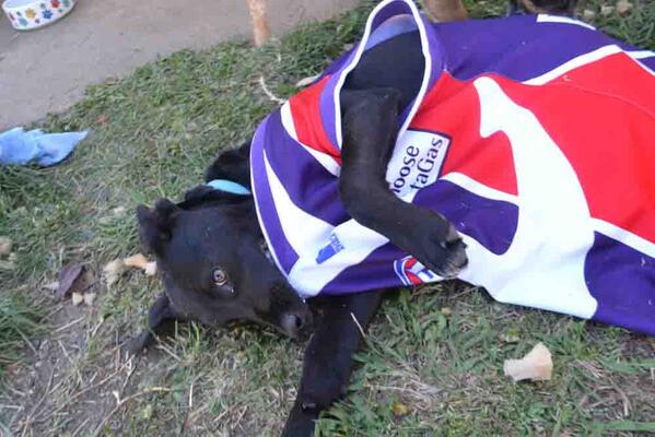 BushwalkingAus's tweet photo. Even the dogs are getting behind #freo #FreoFinalsFever #aflgrandfinal @MattNicholls29 http://t.co/WNMnNUApju
