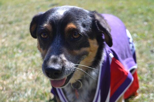 BushwalkingAus's tweet photo. Even the dogs are getting behind #freo #FreoFinalsFever #aflgrandfinal @MattNicholls29 http://t.co/6zIBRz6z8m