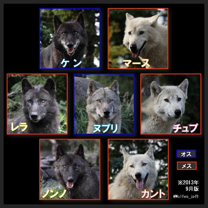 狼祭実行委員 旭山動物園のオオカミたちの近況です 画像は9月時点での個体の顔と名前一覧 各園館のオオカミたちが冬毛になりはじめ 見た目の印象が変わったり新たな見分けポイントができたりと 楽しい季節になってきましたね 狼情報 Http T Co