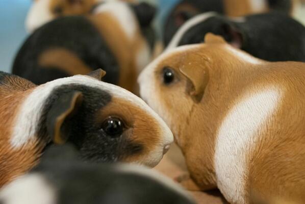 Do you want to win a Guinea pig? chattr.cc/help-us/ <a href="/TodaysArt/">TodaysArt</a> #chattr #cavia
