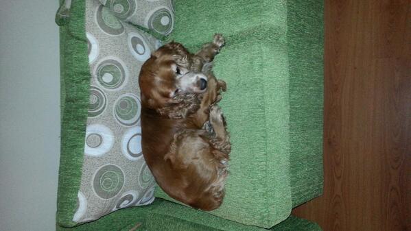SirAzraHell's tweet photo. @Perros_Cl  encontrado en stgo centro, manuel rodriguez con copiapo http://t.co/LgdjviXm3J