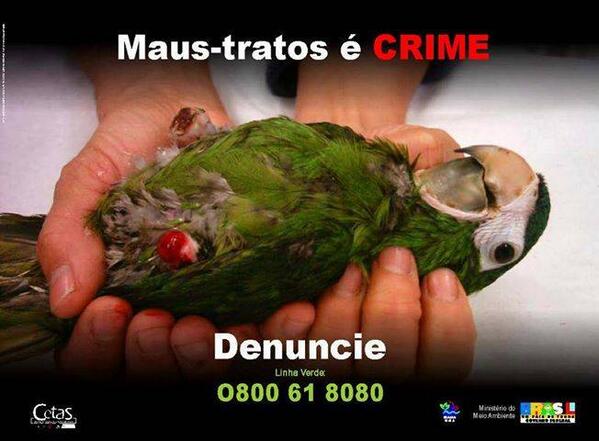 SOS_ANIMAISB_RJ's tweet photo. MAUS-TRATOS É CRIME , DENUNCIEM... http://t.co/59i3VRLuXf