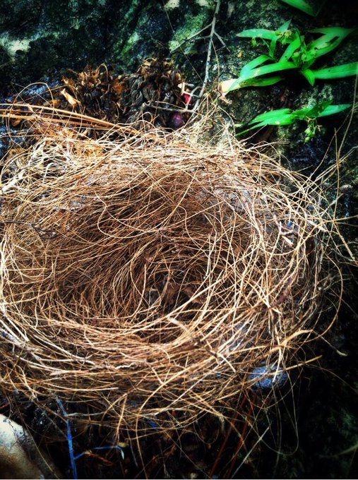 Found in my garden...SOO glad that there were no eggs! http://t.co/ymAS5E4Czz