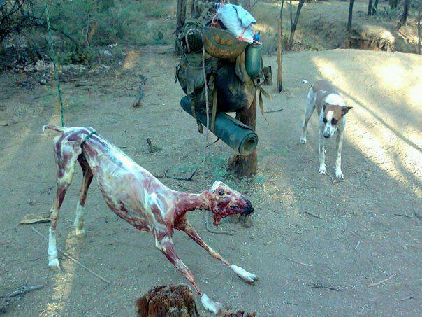 Kotorinature Misolittlecrow Potechisae毛皮は動物の命です Http T Co H9tggms1xx 何やってんだよ この子 人間を愛する犬だよ 苦しんでるよ 生きたまま皮膚剥がして殺害してまで毛皮着たいか 死体なんだ お願いだからもうやめて 残虐な画像って
