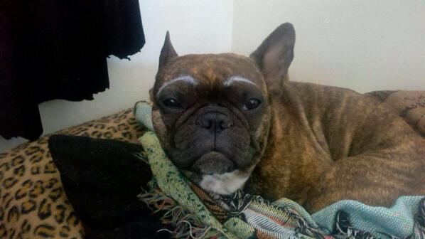 Dogs With Eyebrows (@dogeyebrows) on Twitter photo 