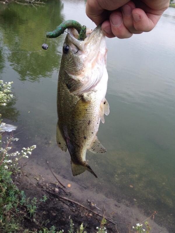 NelsonGamingInc's tweet image. @BassFishnTips The green Senko strikes again.  #IowaFish