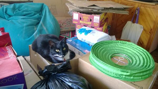 timmo963's tweet photo. Got all the important things packed, even the cat. http://t.co/OpiSbxPvOE