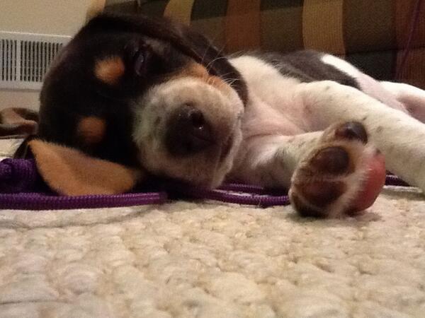 MJ_4Hommies's tweet image. Dog sitting #easyandfun