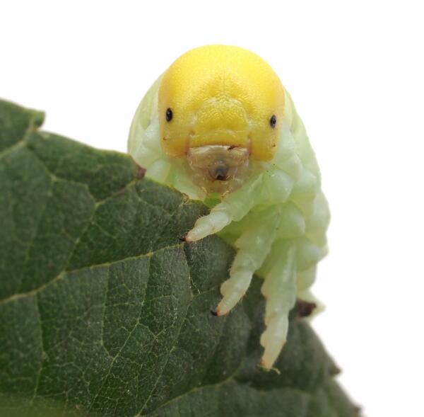 Seiichi Okuyama キイロモモブトハバチの幼虫 まずその大きさにビックリしましたが ホントかわいいですねえ Http T Co Ygnigxlxrq