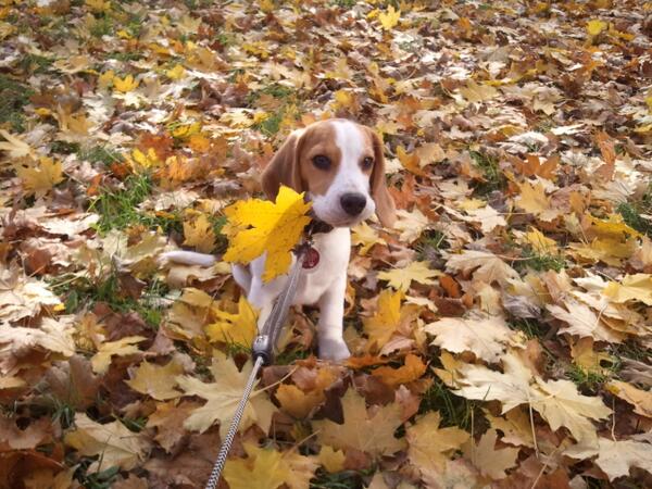 Im Laub spielen macht Spaß!