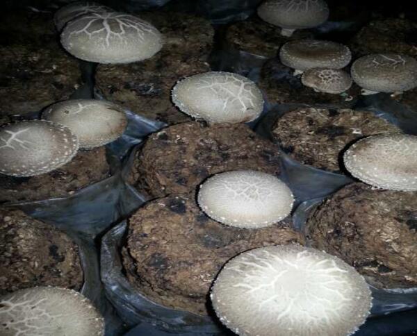 이렇게 이쁘게  일년 내내 난다면  소망하며 녹색배달부는 오늘도  달 립니다m.kfarmers.kr/ldj200