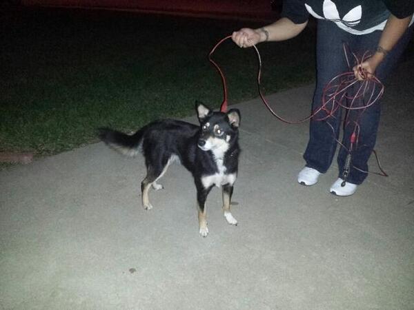 BoSoxAmy's tweet image. FOUND DOG IN TOPEKA, KS. If you know who she is, contact @Medic208. PLEASE RT!