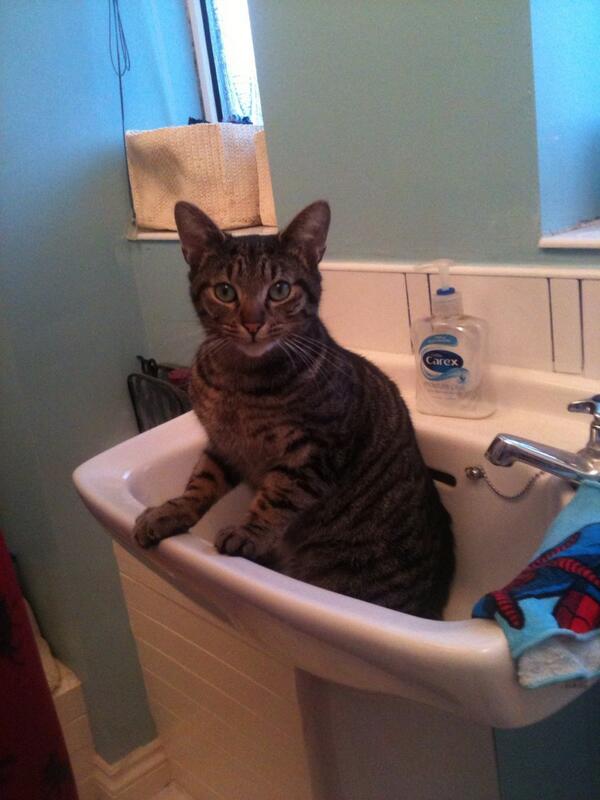 Nigel the cat having a wash in the sink, from Alex in rustington <a href="/SundayBrunchC4/">Sunday Brunch</a>