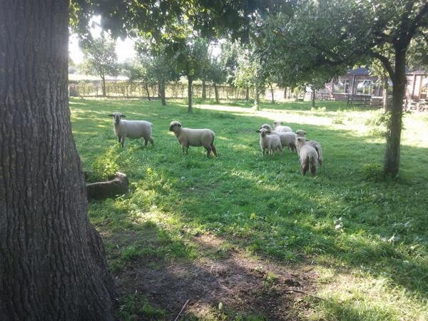 De kleine kudde schapen van kleinessen