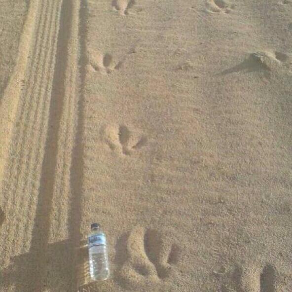 h6lo's tweet photo. #مقناص http://t.co/VONvNgBTsl