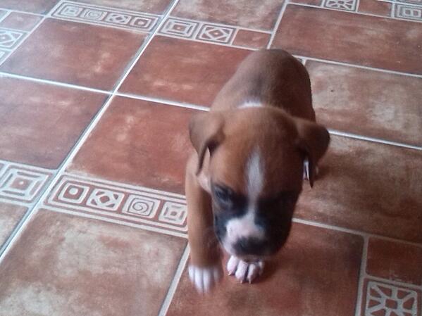 robertopas89's tweet photo. Kien kiere un bóxer http://t.co/GOA2kQ5ILG