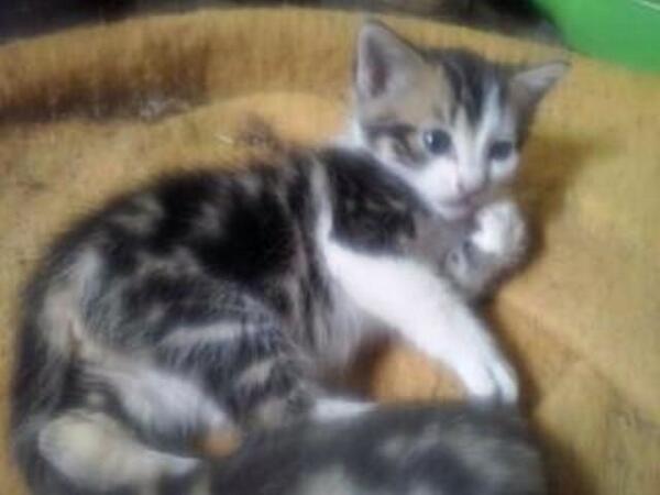 Ce petit chaton doit trouver une famille d'ici Novembre ou les propriétaires l'euthanasieront RT svp!
