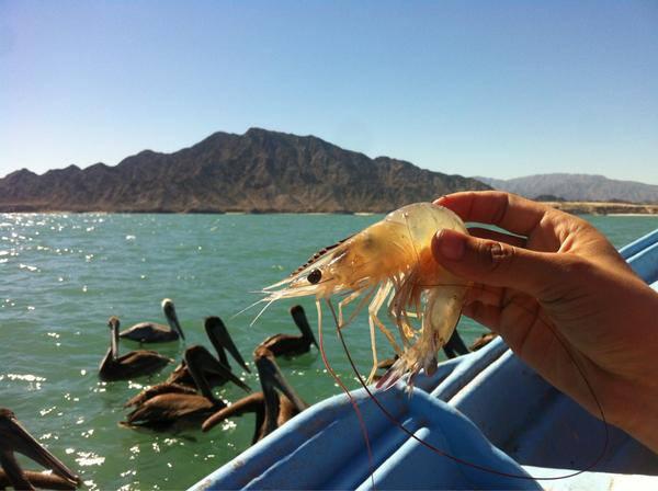 La temporada de camarón ya llegó a las costas de #SanFelipe.
¡Ven a probarlo! ;)
Foto: Ana Laura Holguín