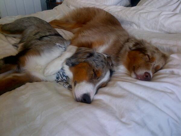 kylamurphy's tweet photo. Love lazy Sunday mornings ♥ @kinz_w #lovemyaussie #australianshepherd #brotherlylove http://t.co/i5DIfOKUNW