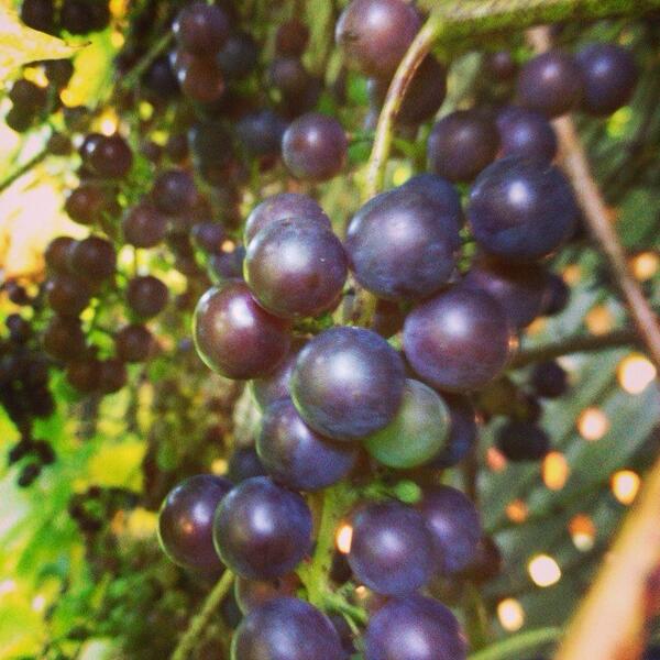 colleentmyers's tweet image. @markmyerss @MrsLauraMason our grapes are bountiful too! #grapeexplosion #winetime