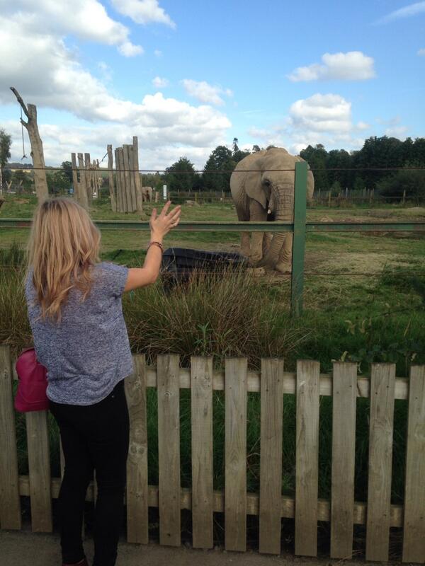 @val4val4val elephant banter #safari #tourist