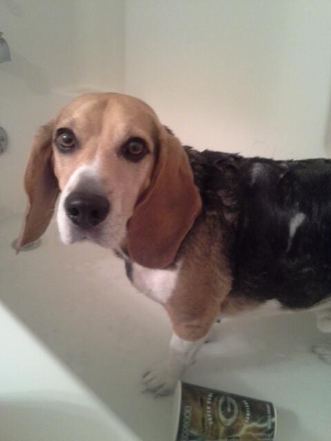 ShilohsShow's tweet photo. ... It's bath time :( http://t.co/QBeagwFpAz
