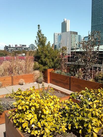 SELDblog's tweet photo. Fresh herbs &amp; awesome views from the rooftop #garden at @MoMAPS1. #sustainable #art http://t.co/RWwR18u6oK