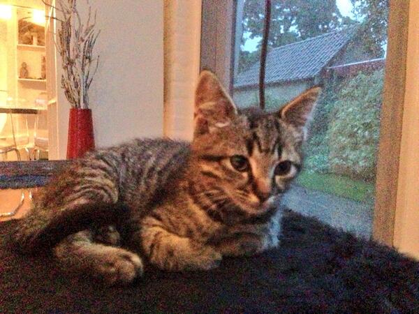 Vermist sinds vrijdagavond jong tijger katertje van 5 maanden oud .De kinderen kunnen hem niet missen . Please RT .