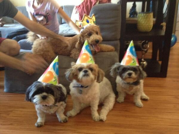 CameronOcasio's tweet image. At a dogs birthday party!!! 🐶🐶🐶🐶 lol