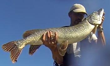 RDBFishing's tweet image. Pike 102 cm on #Divinator 55 gr of #Biwaa August 2013