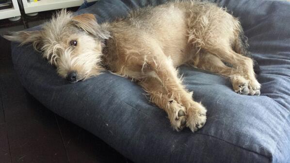 itrevormoore's tweet image. Dogs birthday was today! Got her a big chocolate cake and now she's been like this for 8 hours! LOL! #chocoholic