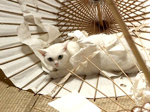 猫侍のtwitterイラスト検索結果 古い順 猫侍のtwitterイラスト検索結果 古い順